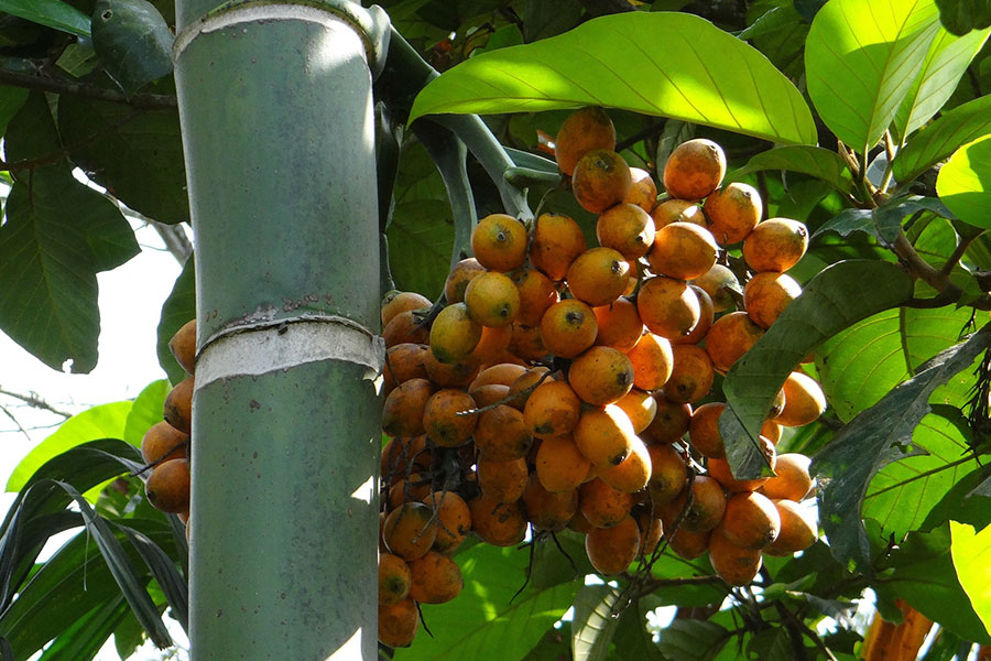 Betel Nut