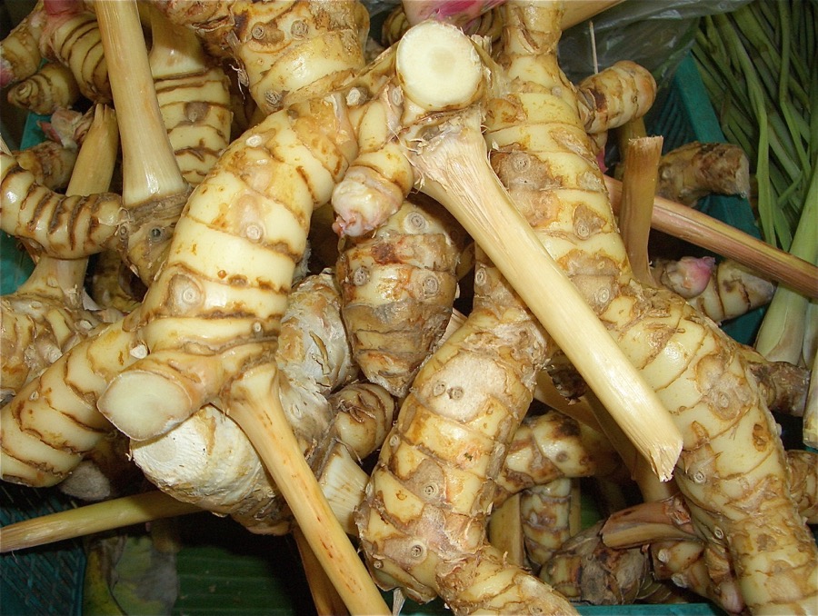 Galangal