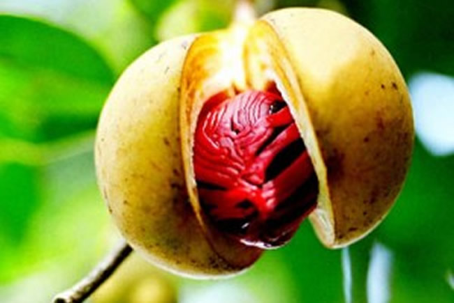 Nutmeg